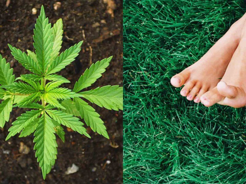 Restless Legs Syndrom mit CBD Therapie Restless Legs Syndrom mit CBD Therapie