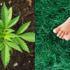 Unruhige Beine mit CBD Therapie