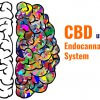 CBD und das Endocannabinoide System des Menschen