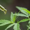 CBD Öl - was ist das eigentlich?