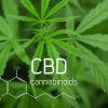 Die Heilkraft einer alten Pflanze - Cannabis CBD