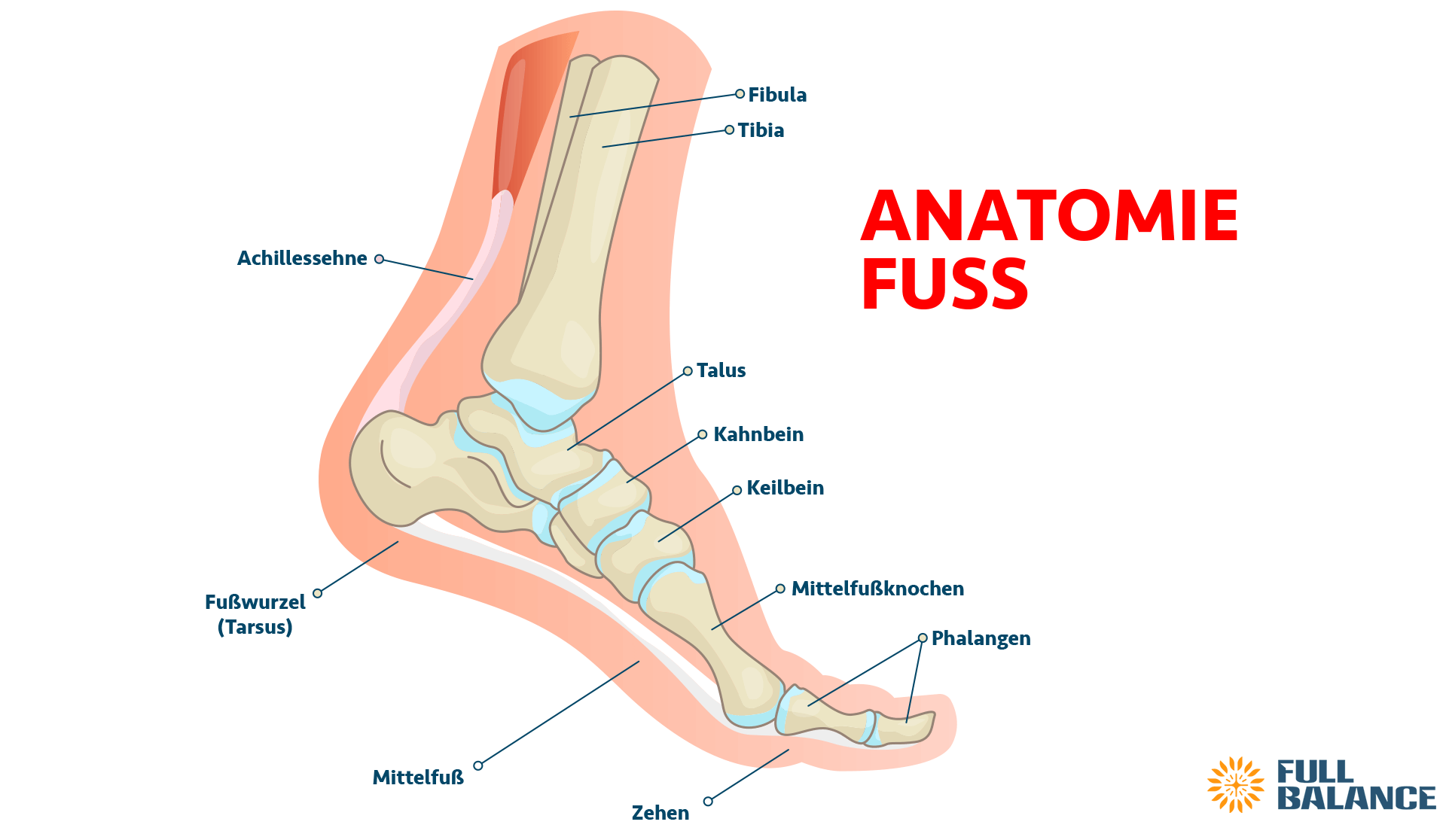 Anatomie Fuß