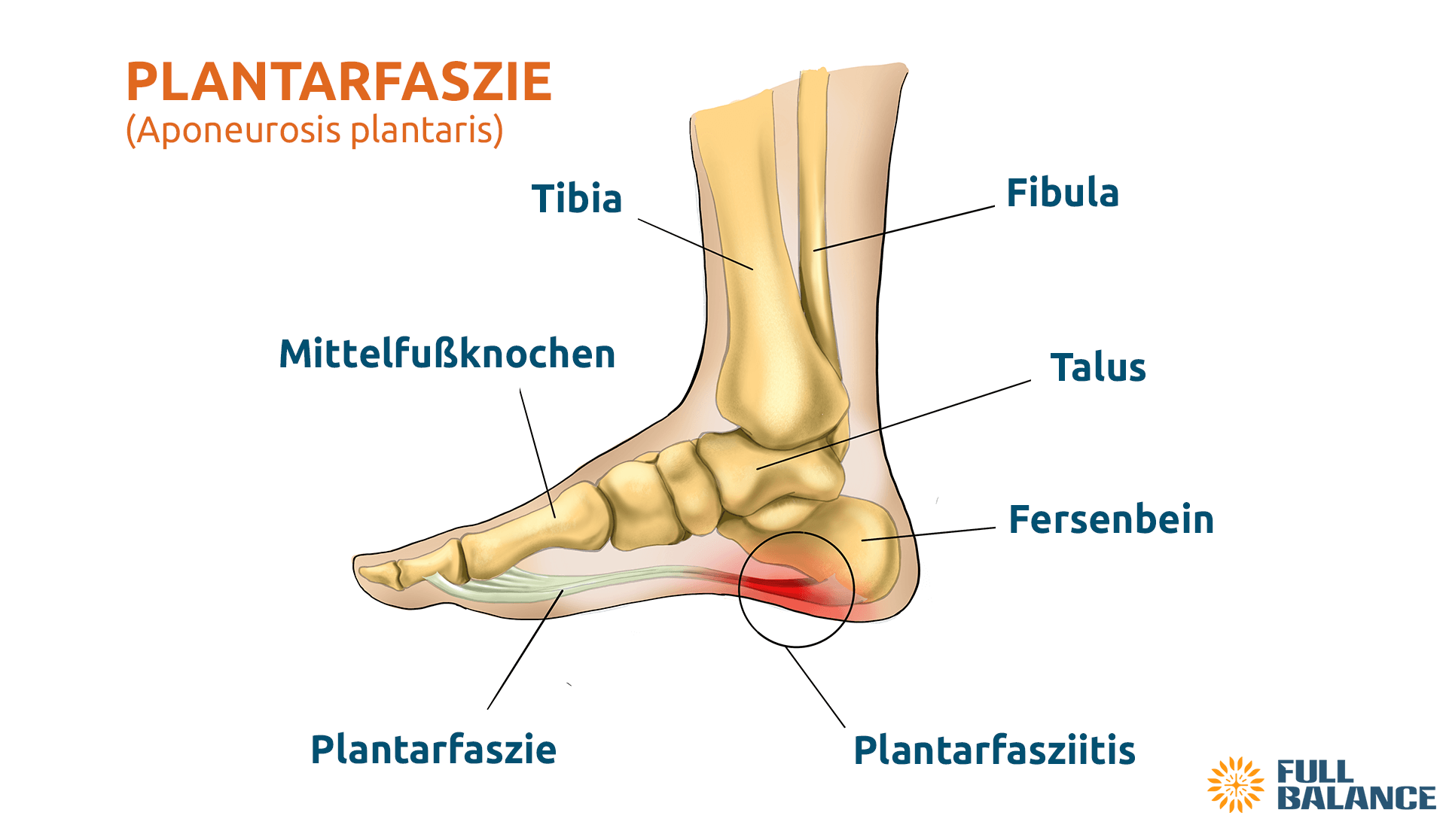 Plantarfaszie Aponeurosis plantaris